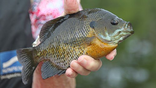 Bream