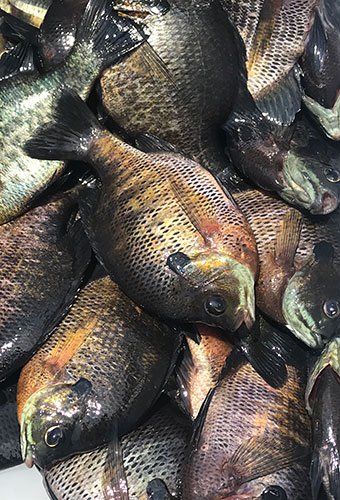 Bream