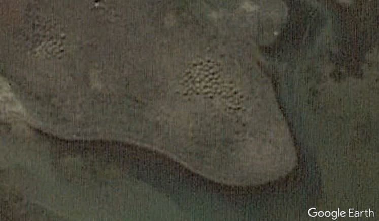Some masses of bream beds can even be found through aerial images on tools like Google Earth when water recedes.