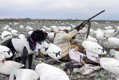 Hunters and their dogs often wear white to add to the spread.