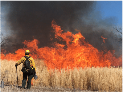 Prescribed fire used in quail habitat restoration.