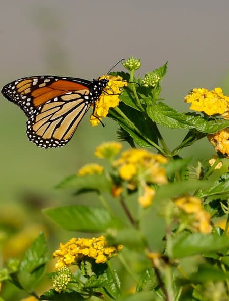 Monarch butterfly on milkweed.