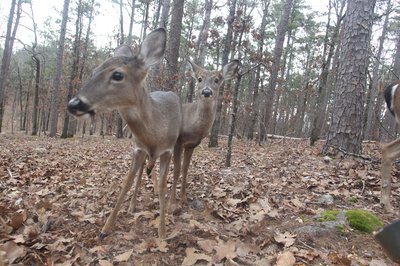 Camera Trap 172178.JPG