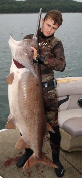 Cantrell's catch may qualify as the new spearfishing world record. Image courtesy Kalvin Cackler.