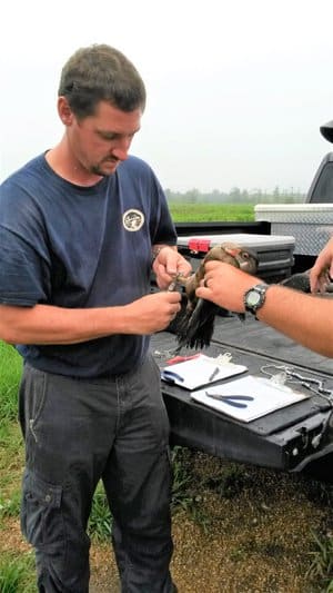 Carbaugh bands a wood duck.