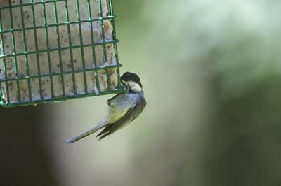 Carolina Chickadee perched on a bird feeder