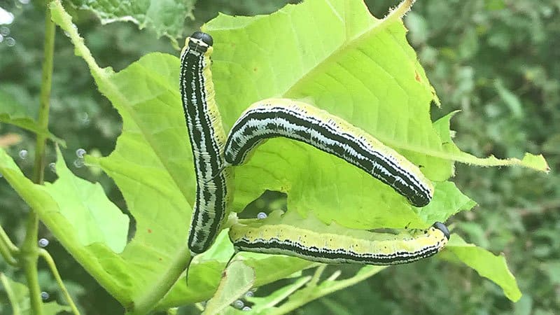 Catalpa worms make excellent natural bait for summer fishing