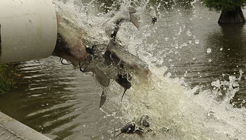 Catfish stocking