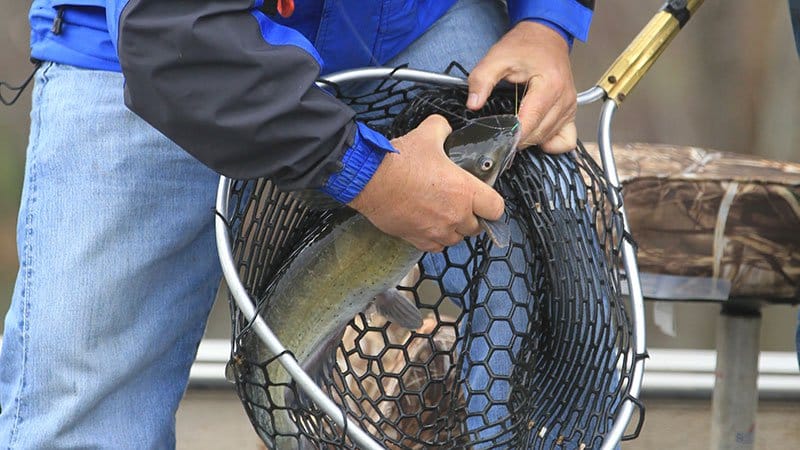 Fish harvest is a key tool in conservation of resources • Arkansas Game &  Fish Commission