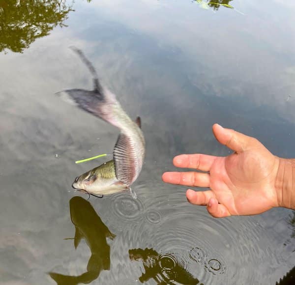 Catfish release