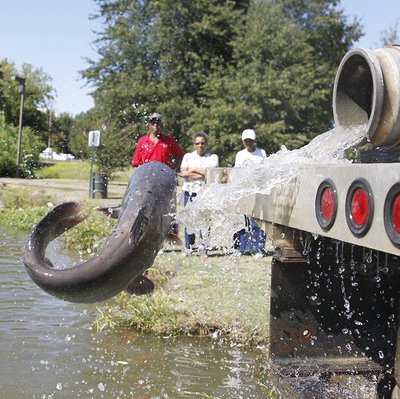 Catfish are being stocked across Arkansas this week.