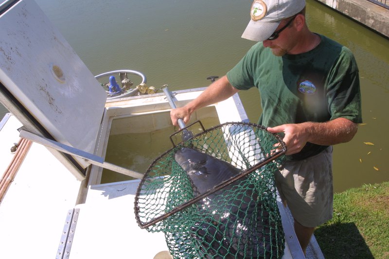 Stocking blue catfish at Family and Community Fishing Program ponds