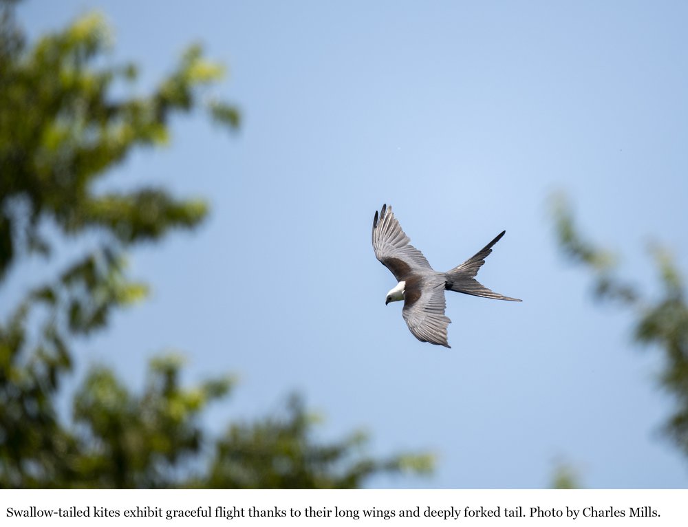 Swallow-tailed kite in the trees