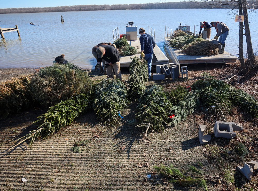 Preparing Christmas trees for sinking in Lake Pickthorne