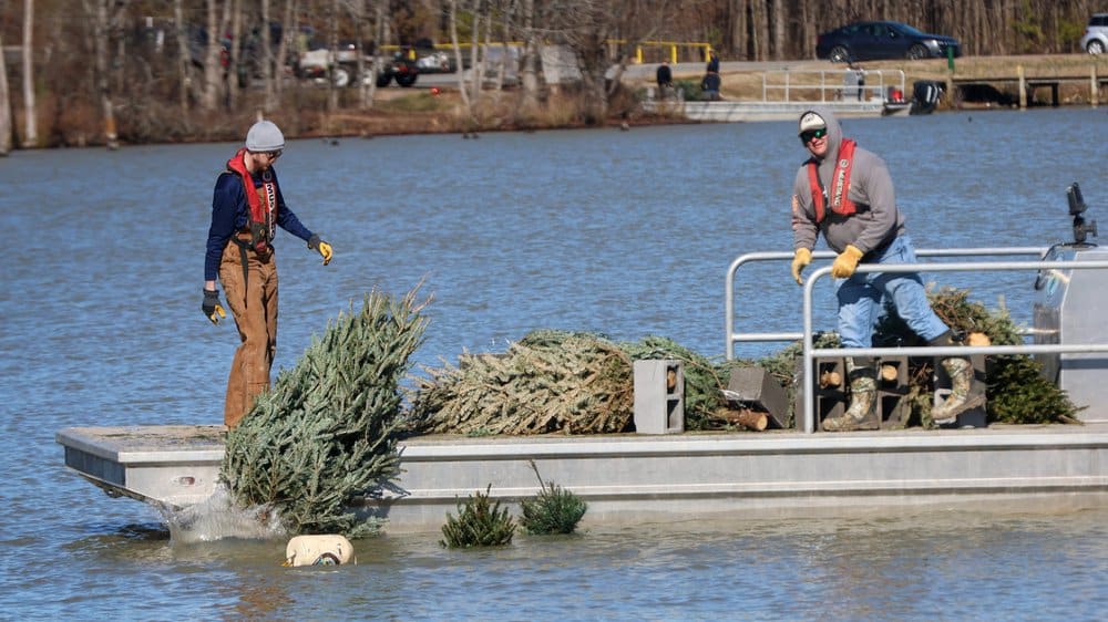 Christmas tree sinking at Lake Pickthorne