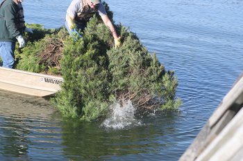 Christmas tree sunk as fish habitat