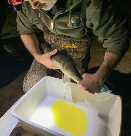 Staff gently push against a female walleye’s belly to collect the eggs.