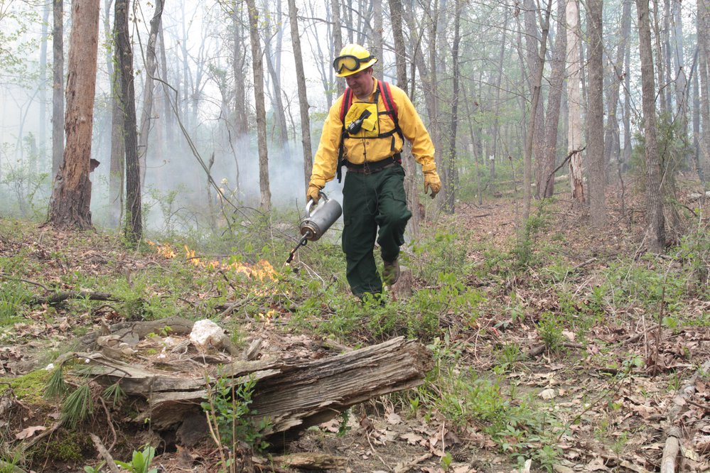 Prescribed fire used in quail habitat restoration.