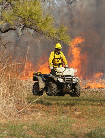 Controlled Burn363067.JPG