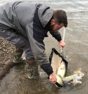 AGFC District 10 biologists put more than 100 Florida strain bass brood fish into the Lake Conway nursery pond recently.