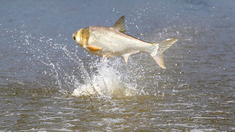 Commission approves increased funding for invasive carp control in Arkansas  • Arkansas Game & Fish Commission