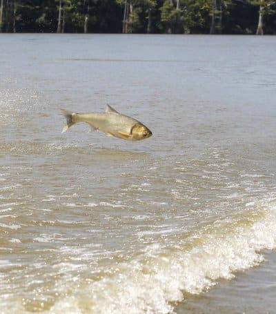 jumping carp