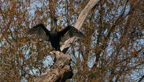 Commorant in a tree