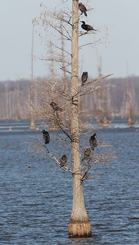 Commorants in a tree