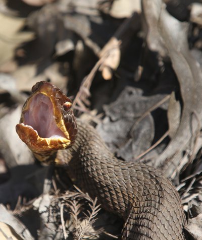 Cottonmouths, often called "water moccasins" are difficult to ID sometimes because of their dark colors
