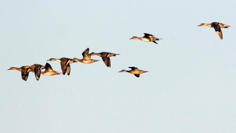 More than half a million Arkansas birds below average, says AGFC