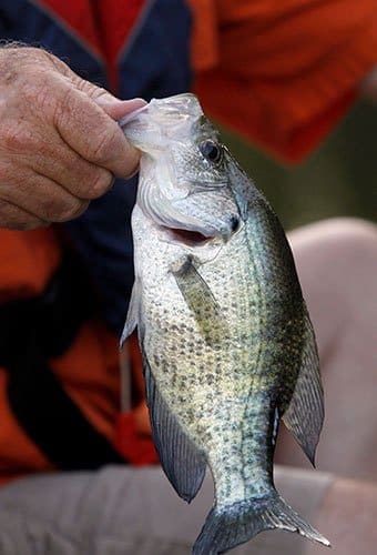 Cook's Lake crappie