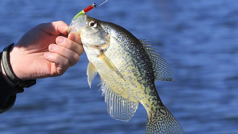 The crappie color conundrum • Arkansas Game & Fish Commission