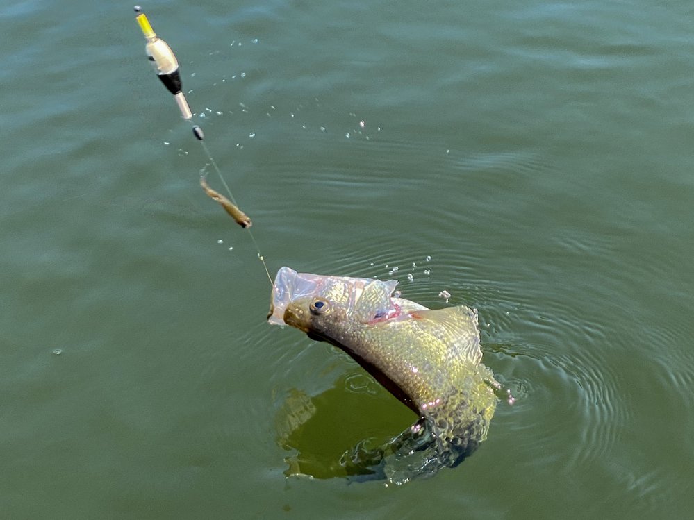 Despite recent technology advances in fishing, a minnow under a float still produces when nothing else will.