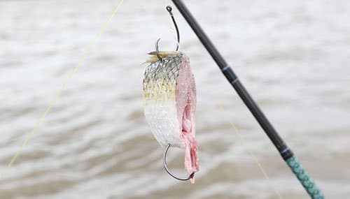 L.Baits scented lures review - Off the Scale magazine