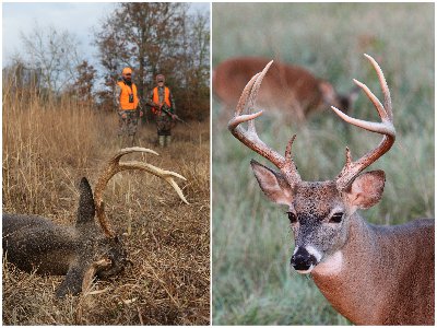 Two frames: Man and youth with harvested deer; Deer in field