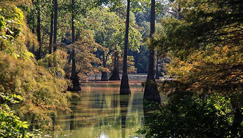 Cypress forest