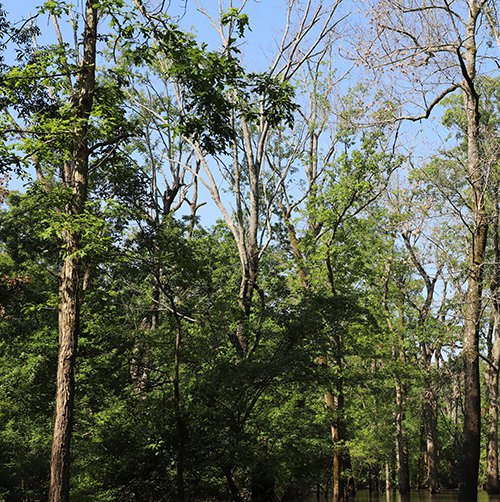 Dead hardwoods loom over Henry Gray Hurricane Lake WMA