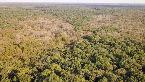 The massive die-off of trees at Henry Gray Hurricane Lake WMA is just the first in a long line of dying bottomland hardwood forests if major changes to levees and water-control structures aren’t completed soon.