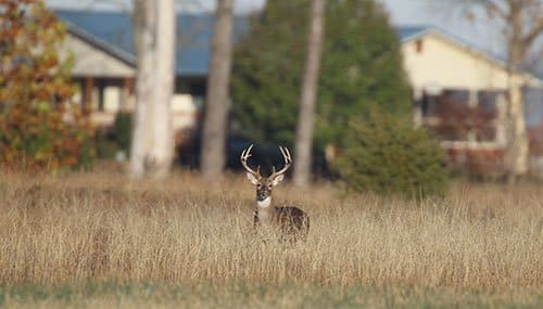Deer standing in the tall grass in front of house