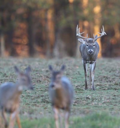 whitetail deer