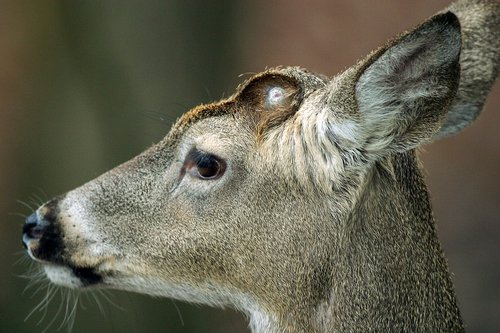 Deer missing shed