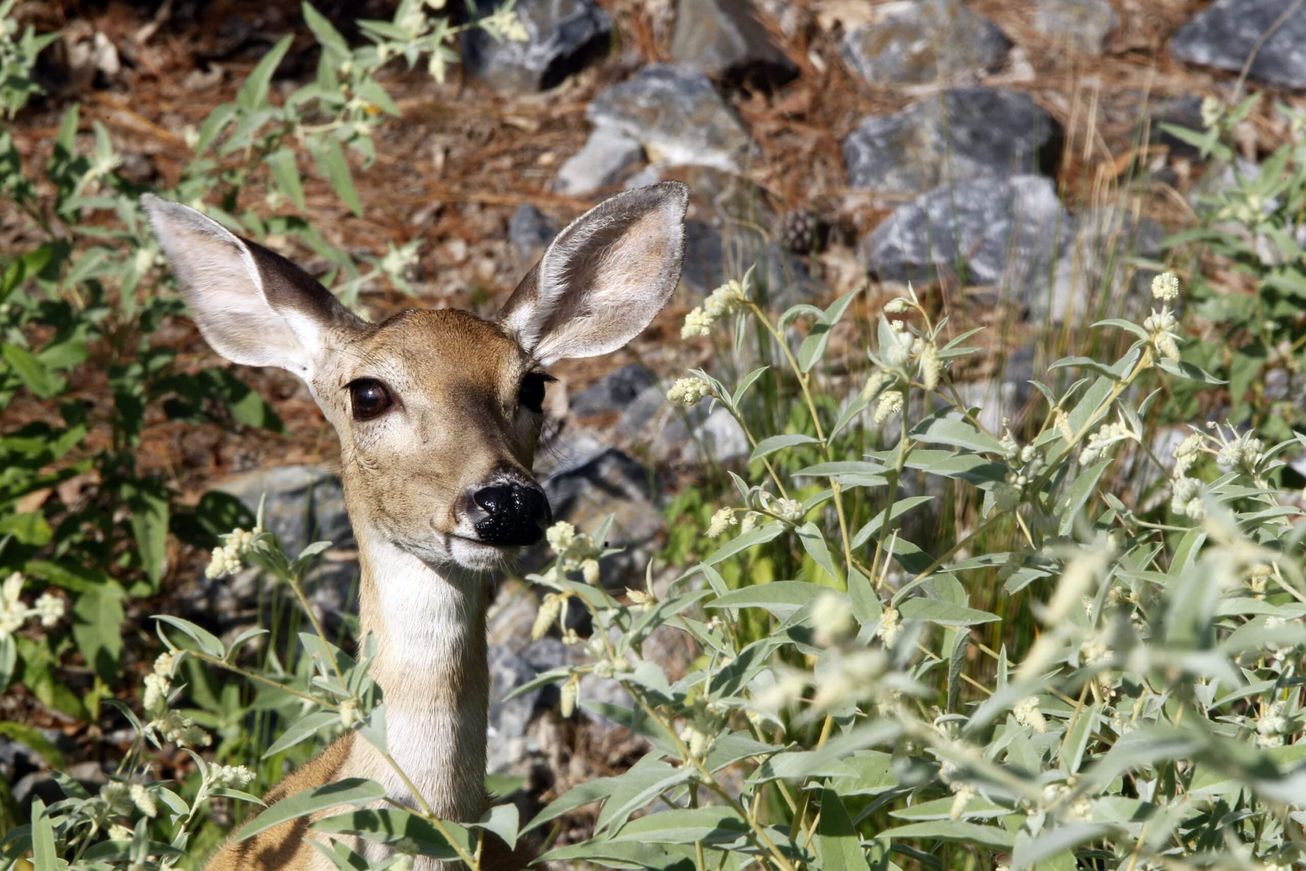 Mother deer