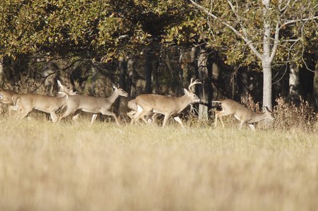 heavy tick loads can indicate an overpopulation of deer