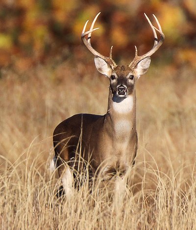 Deer42221a.JPG