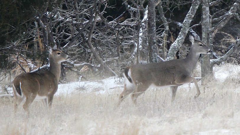 The antlerless hunt takes place on private land only.