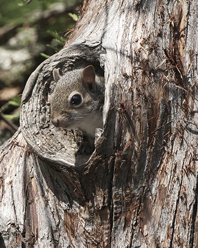 Squirrel peaking out of a hole in a log