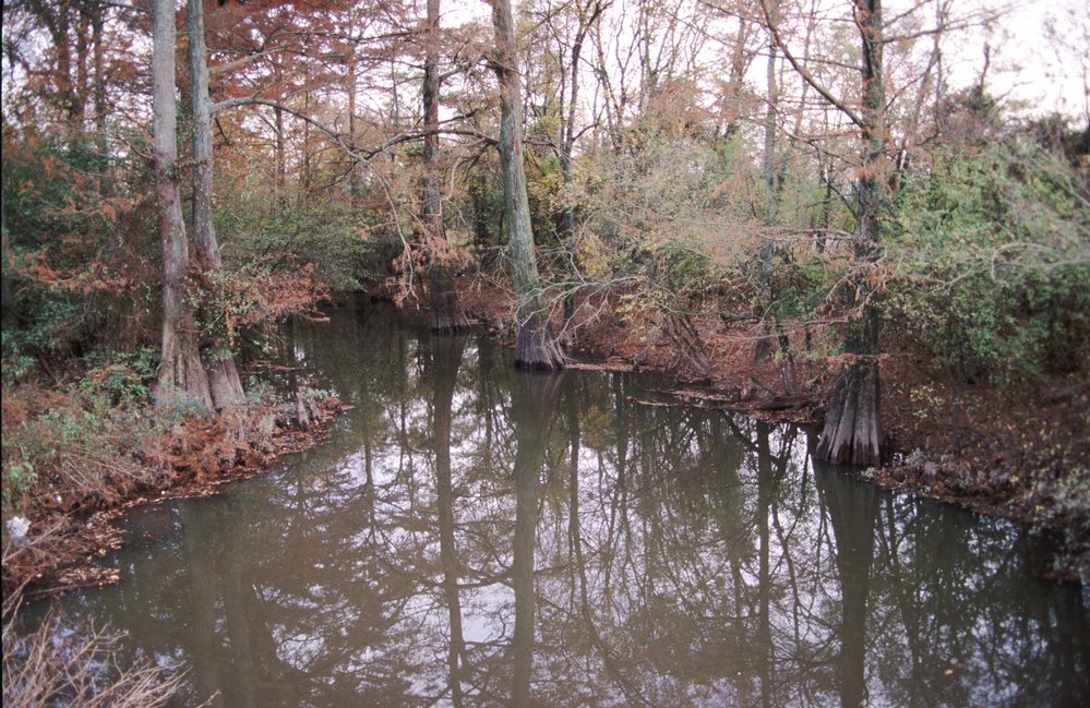Departee Creek WMA is a mix of old fields, bottomland hardwoods and upland habitat to offer a variety of hunting and wildlife-watching experiences.