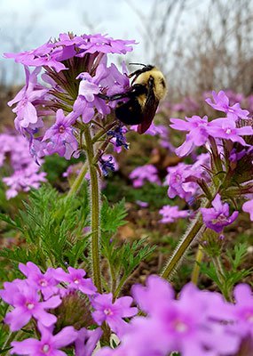 Bee on flower at Devil's Eyebrow