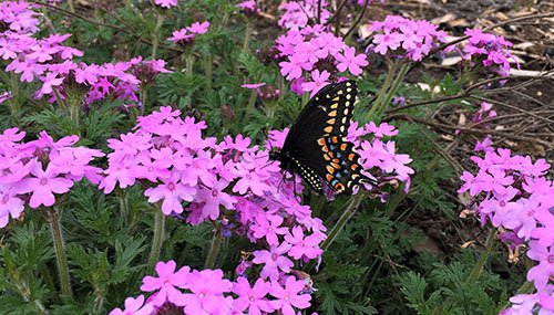 Butterfly on flower