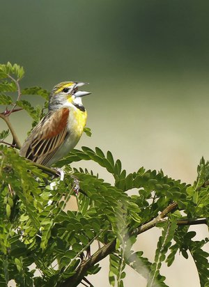 Dickcissel